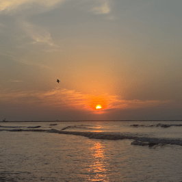 Sunset over the ocean with a smooth horizon and a bird in the sky.