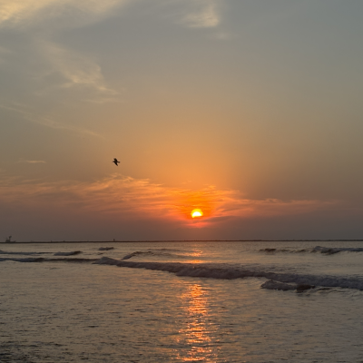 Sunset over the ocean with a smooth horizon and a bird in the sky.